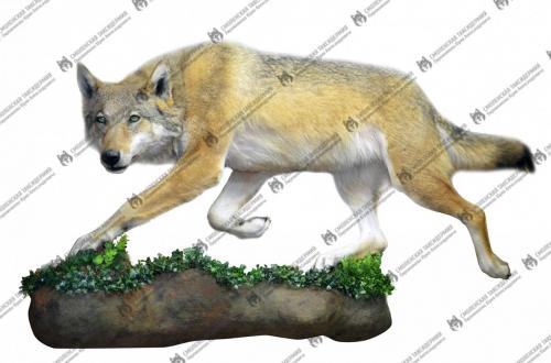 wolf_16